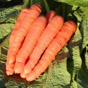 jardins-ecoumene-carotte-scarlet-nantes-bio