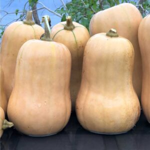 jardins-ecoumene-courge-ponca-baby-butternut-bio