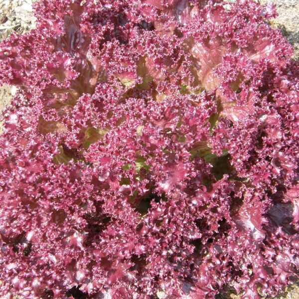 jardins-ecoumene-laitue-feuille-lollo-rossa-bio