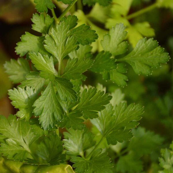 jardins-ecoumene-persil-italien-bio