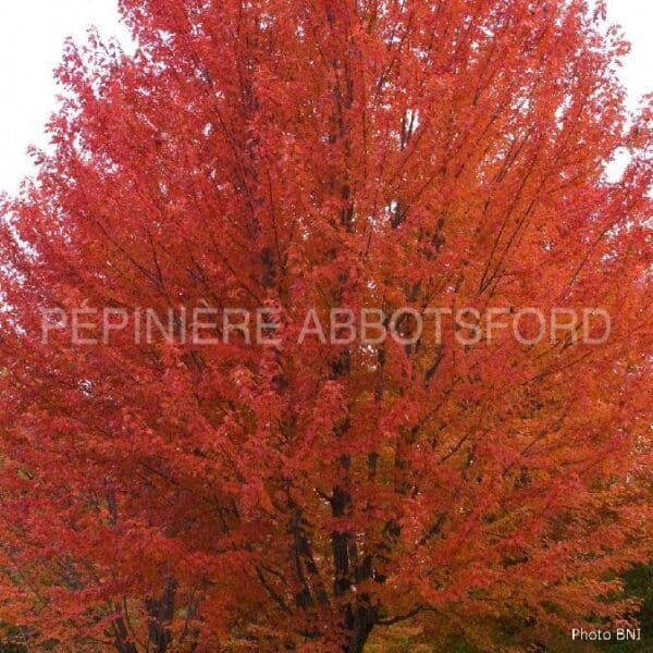 acer-freemanii-autumn-blaze