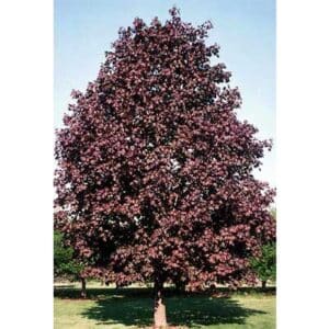 acer-platanoides-royal-red