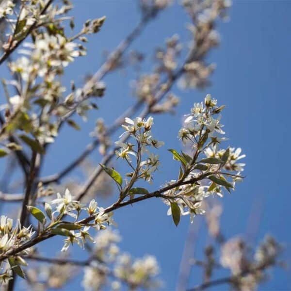 amelanchier-canadensis