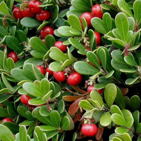 arctostaphylos-uva-ursi-vancouver-jade