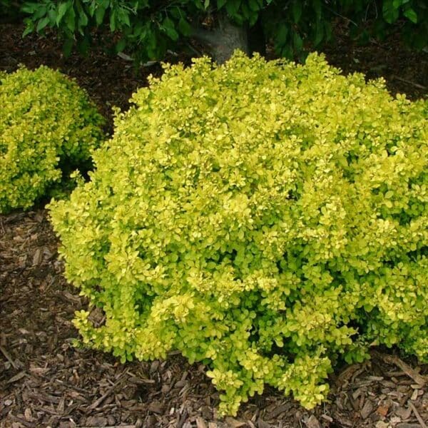 berberis-thunbergii-aurea-nana