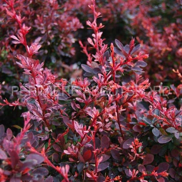 berberis-thunbergii-rose-glow