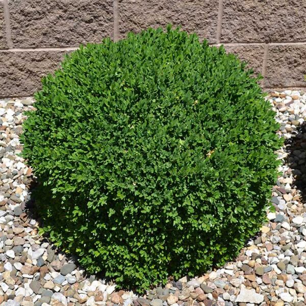 buxus-green-velvet