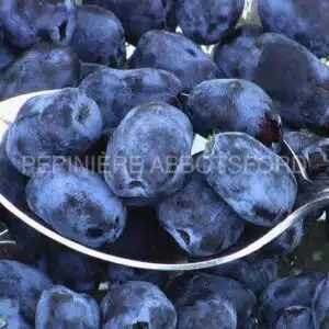 camerisier-berry-blue-&-borealis-combo