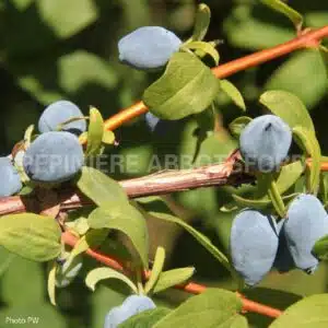 camerisier-yezberry-solo