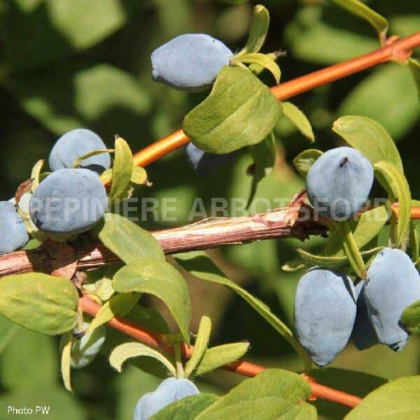 camerisier-yezberry-solo