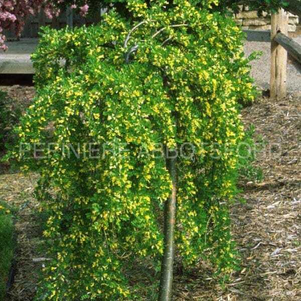 caragana-arborescens-pendula-sur-tige