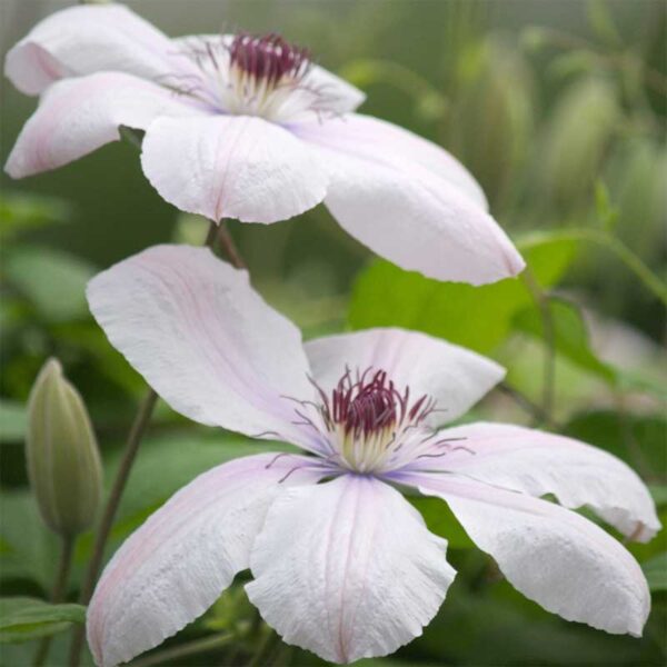 clematis-john-paul-2