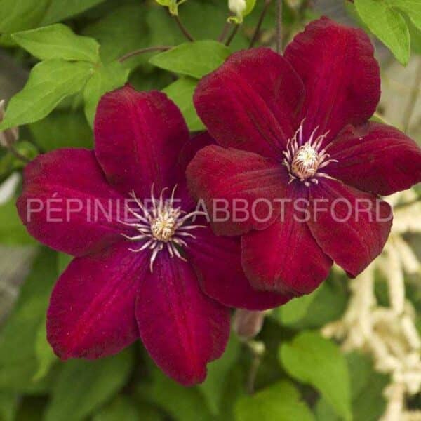 clematis-rouge-cardinal