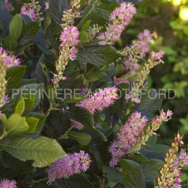 clethra-ruby-spice