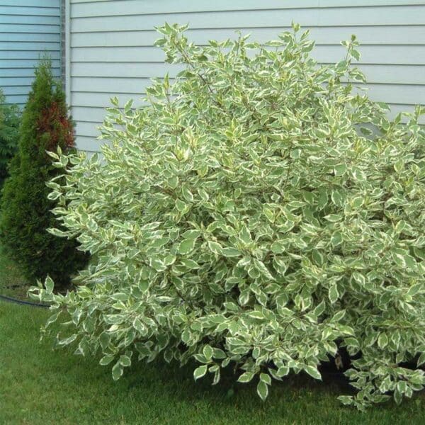 cornus-alba-elegantissima