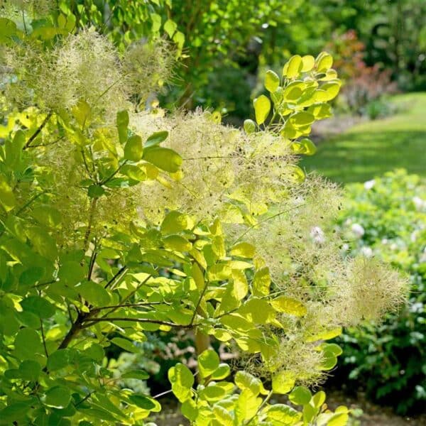 cotinus-winecraft-gold