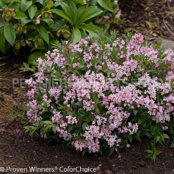 deutzia-yuki-cherry-blossom