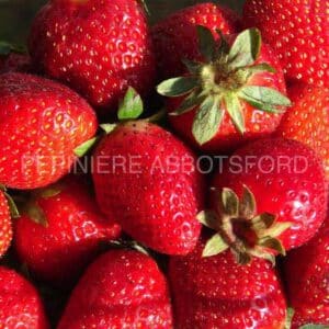 fraisier-chamblyrn