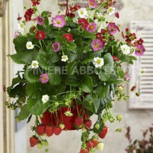 fraisier-en-jardiniere-3-en-1