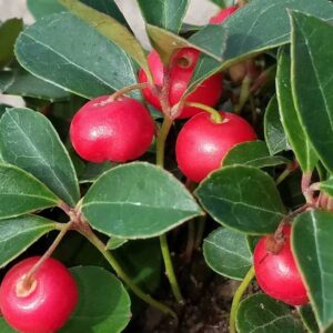 gaultheria-proc-cherry-berries