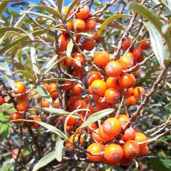 hippophae-hergo