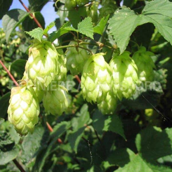 humulus-lupulus-cascade