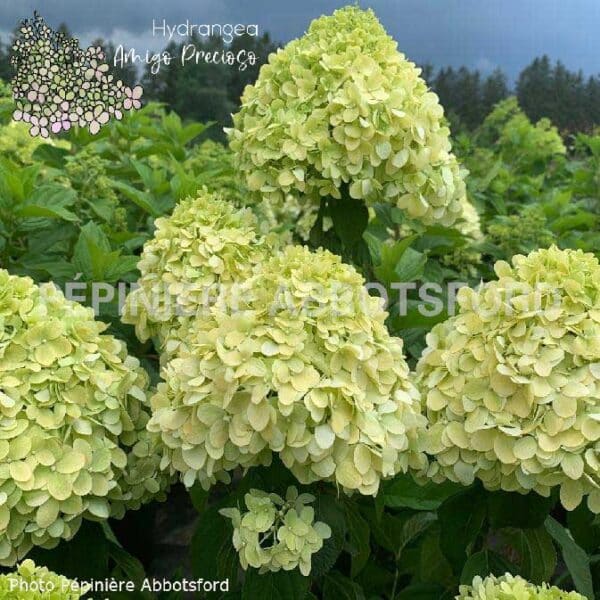 hydrangea-amigo-precioso