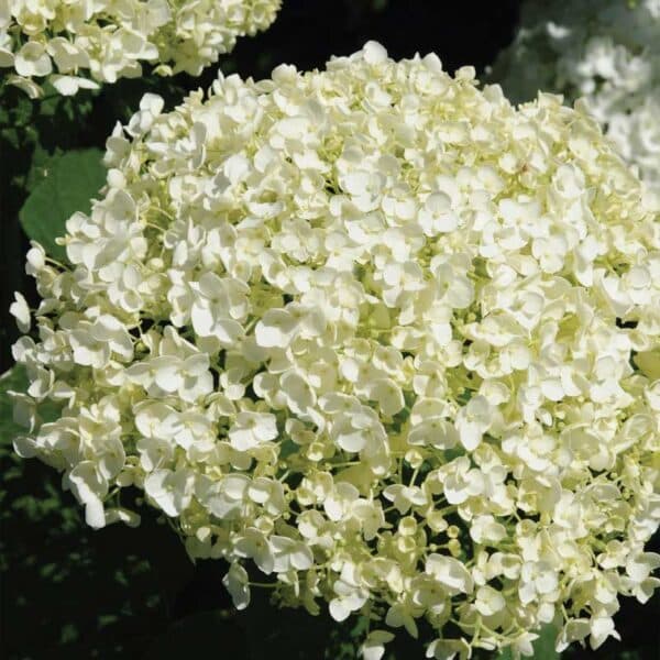 hydrangea-arb-incrediball