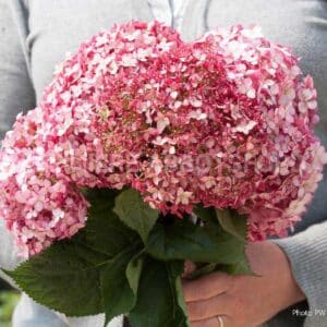 hydrangea-arb-invincibelle-ruby