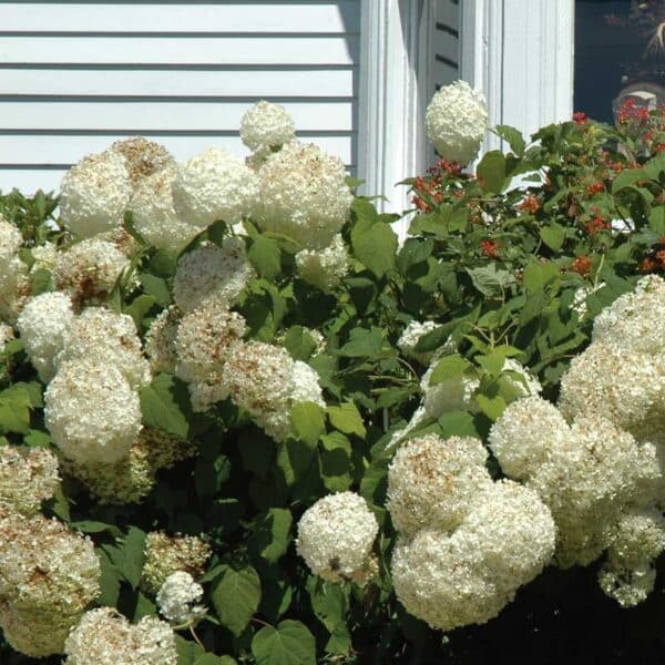 hydrangea-arborescens-annabelle