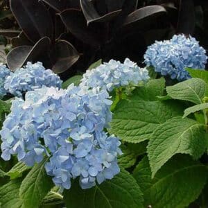 hydrangea-macro-endless-summer