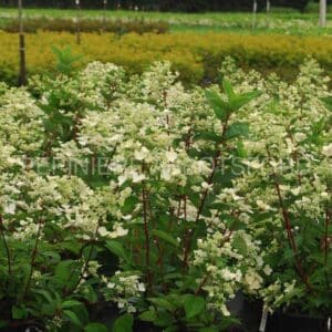 hydrangea-pan-fire-and-ice