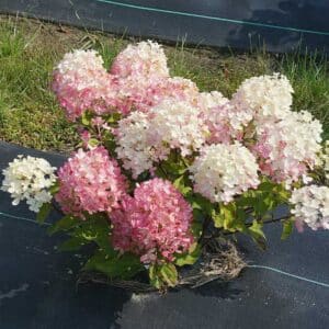 hydrangea-pan-fire-light-tidbit