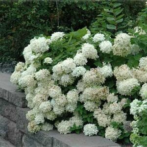 hydrangea-pan-grandiflora