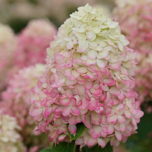 hydrangea-pan-limelight-prime