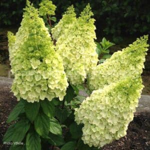 hydrangea-pan-moonrock