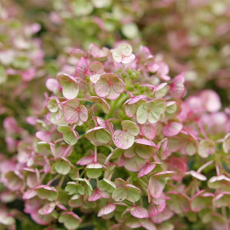 hydrangea-pan-tiny-quick-fire