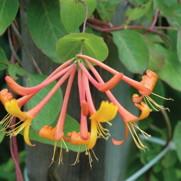 lonicera-mandarin