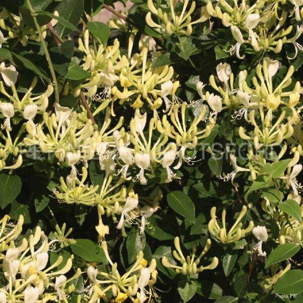 lonicera-periclymenum-scentsation