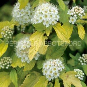 physocarpus-op-darts-gold