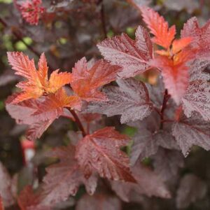 physocarpus-op-ginger-wine