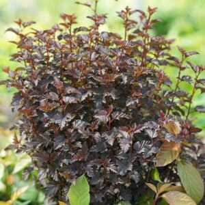 physocarpus-op-summer-wine-black