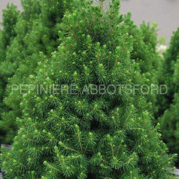 picea-conica