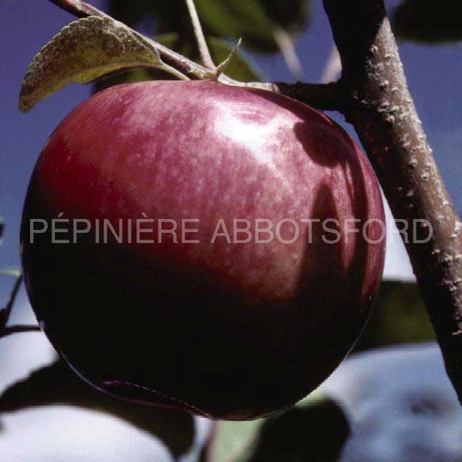 pommier-mcintosh