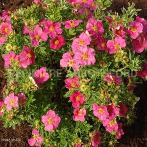 potentilla-bella-bellissima