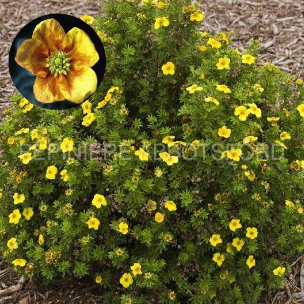 potentilla-fruticosa-mango-tango