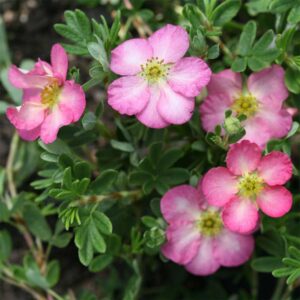 potentilla-happy-face-hearts