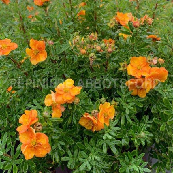 potentilla-marmalade