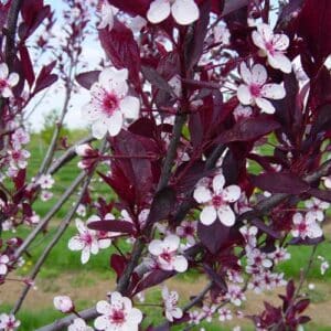 prunus-cistena