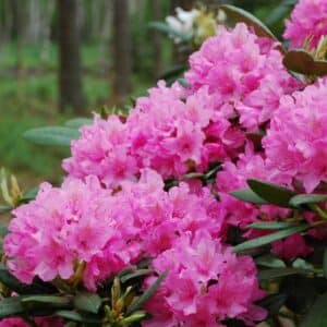 rhododendron-haaga